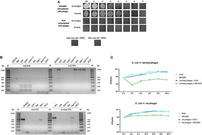 The Probiotic Escherichia coli Strain Nissle 1917 Combats Lambdoid Bacteriophages stx and λ